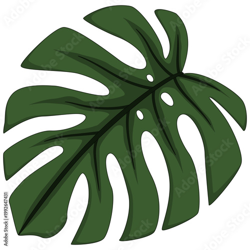Monstera deliciosa leaf illustration on transparent background for tropical jungle and home decor concepts.