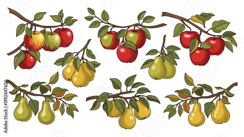 Fresh Apples and Pears on Branches - Harvest Fruit Vector Graphics for Food & Drink Marketing