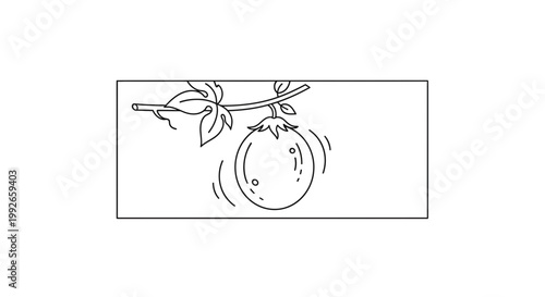 Ripe Tomato Hanging on Vine with Leaves, Black and White Line Art