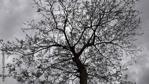 Tableau sur toile Black and white photograph with a minimalist aesthetic featuring a tree with dry, leafless branches against a dramatic, cloudy grey sky