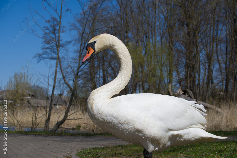Fototapeta premium Elegant white swan with graceful neck curves in a natural park setting