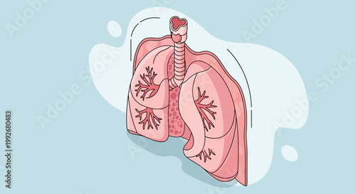 Isometric medical illustration of human respiratory system with lungs and trachea