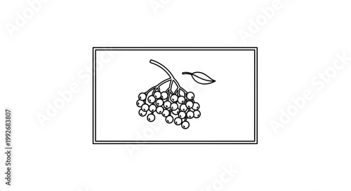 Hand-drawn illustration of a cluster of berries with a single leaf, black and white outline.