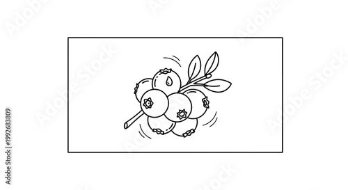 Hand-drawn illustration of a cluster of blueberries on a branch with leaves, black and white sketch