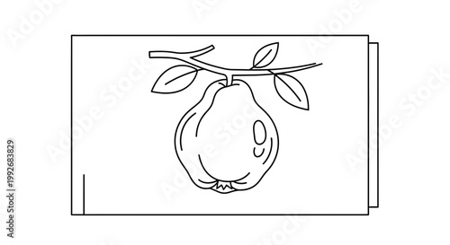 Hand-drawn illustration of a quince fruit hanging from a branch with leaves