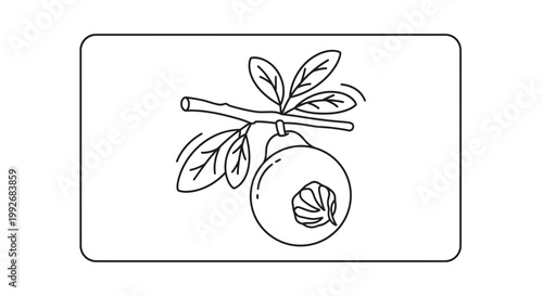 Hand-drawn illustration of a ripe pomegranate on a branch with leaves