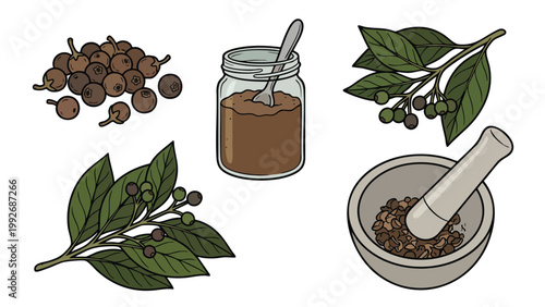 Allspice Berries Powder Jar and Mortar Illustration Set Pimento Spice Botanical Collection