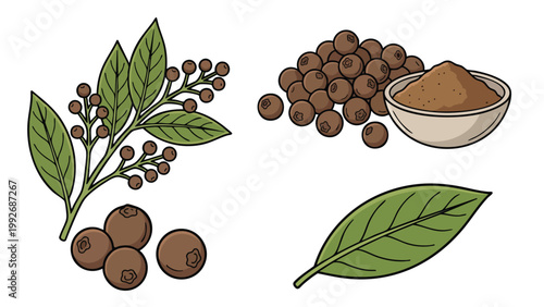 Allspice Berries Leaves and Powder Illustration Set Pimento Spice Botanical Collection
