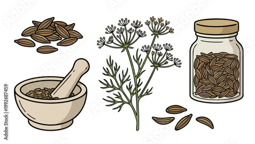 Caraway Seeds Plant Jar and Mortar Illustration Set Aromatic Spice Botanical Collection
