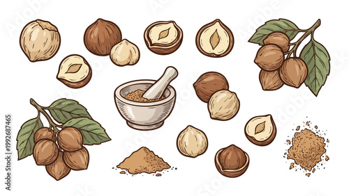 Candlenut Kukui Nut Whole Cracked Powder and Tree Branch Illustration Set Tropical Spice Collection