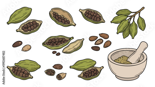 Green Cardamom Pods Seeds and Ground Spice Illustration Set Aromatic Spice Collection