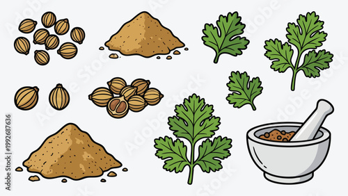Coriander Seeds and Powder with Leaves Hand Drawn Spice Illustration Set