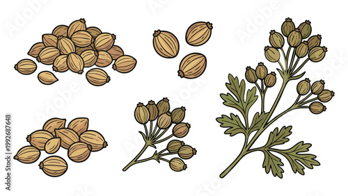 Coriander Seeds with Plant Branch Hand Drawn Botanical Illustration Set