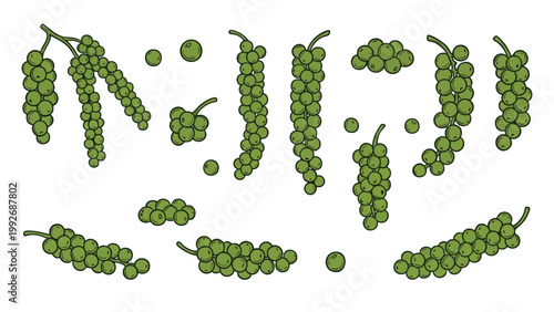 Green Peppercorn Clusters Hand Drawn Spice Illustration Set