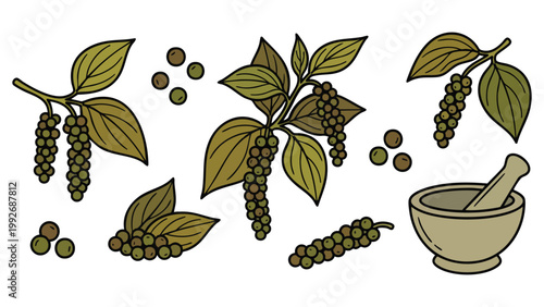 Green Peppercorn Plant and Berries Hand Drawn Botanical Spice Set