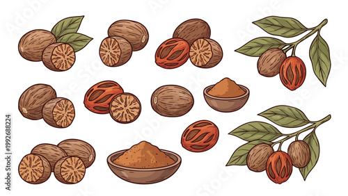 Hand Drawn Nutmeg Botanical Illustration Set