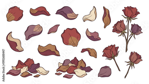 Hand Drawn Dried Rose Petals and Flowers Illustration Set