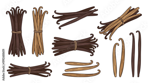 Vanilla Beans Set Illustration with Bundles and Pods Collection