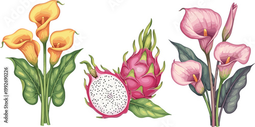 Set of Tropical Flowers and Dragon Fruit Including Calla Lily and Pink Blossoms in Detailed Botanical Style for Floral Design, Exotic Nature Illustration, and Decorative Use