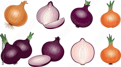 Onion vector set with red and yellow bulbs sliced halves fresh vegetable food illustration collection isolated