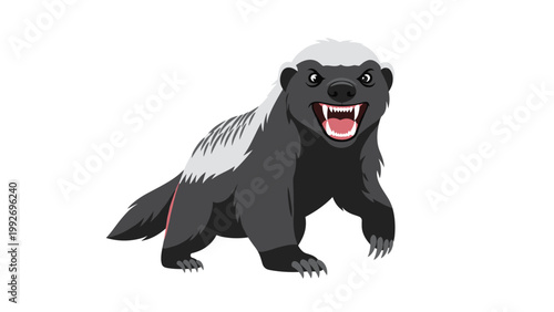 Aggressive honey badger with bared teeth and sharp claws stands in a defensive posture against a plain white background.