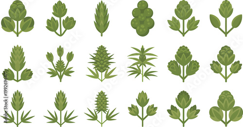 Collection of various green leafy plants and herbs bundle