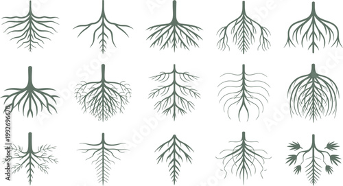 Various types of plant roots system illustration set