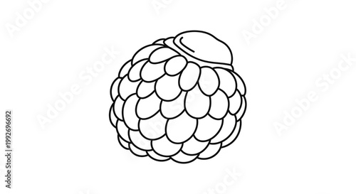 Stylized Line Drawing of a Custard Apple Fruit