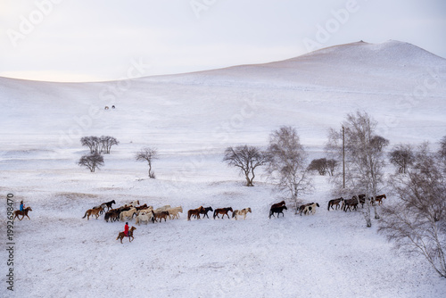 Bilde på lerret Riders herding horses and cattle across snowy hills in winter countryside