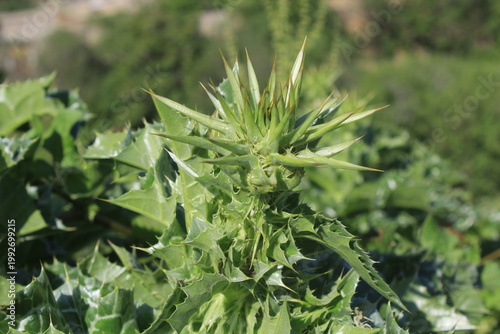  Milk Thistle (Silybum marianum) and  its spiny bracts and purple flower head. 