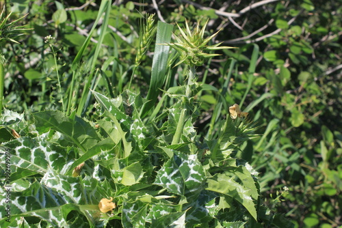  Milk Thistle (Silybum marianum) and  its spiny bracts and purple flower head. 