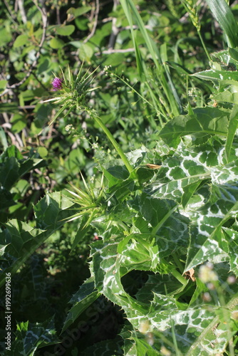  Milk Thistle (Silybum marianum) and  its spiny bracts and purple flower head. 