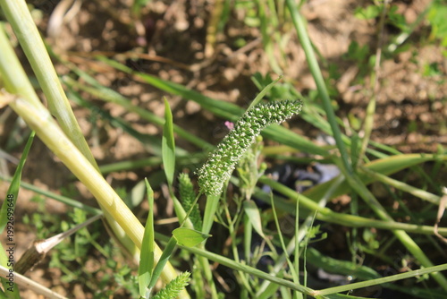 Timothy grass (Phleum pratense) or the meadow cat's-tail grass