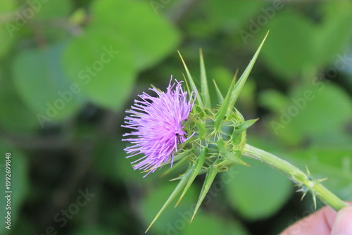  Milk Thistle (Silybum marianum) and  its spiny bracts and purple flower head. 