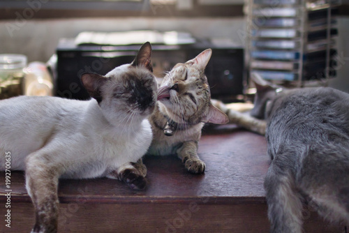 Cuadro en lienzo One domestic cat lovingly grooms another cat by licking its face in a cozy indoor setting on a wooden table