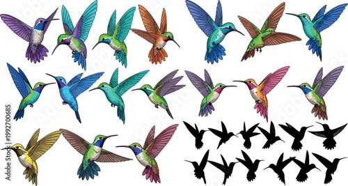 Hummingbird collection with colorful flying birds and silhouette set, detailed wildlife illustration isolated on white background for design