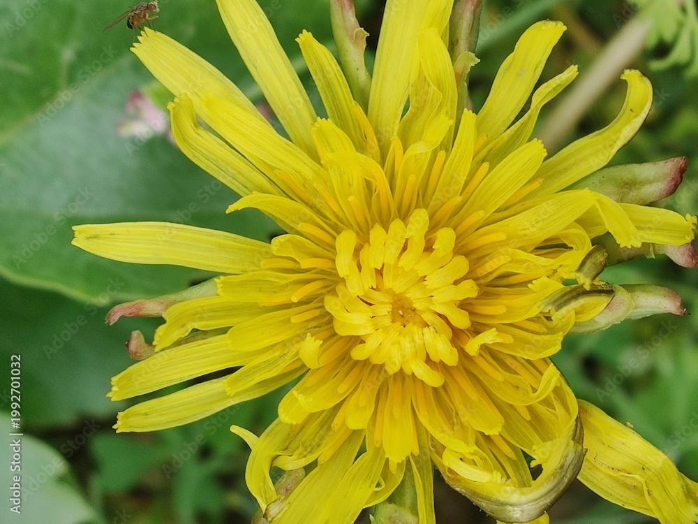 Fototapeta premium Taraxacum officinale or the Dandelion