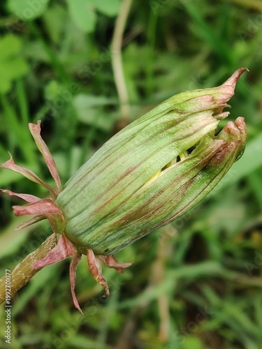 Taraxacum officinale or the Dandelion