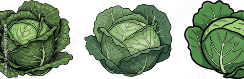 Fresh green cabbage heads illustration set with detailed leafy textures organic vegetable collection isolated on white background