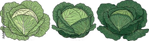 Hand drawn cabbage vegetable set showing fresh green heads in different growth stages detailed organic farm produce illustration