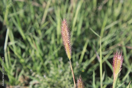 fountain grass (Cenchrus ciliaris), Dinanath grass or perennial bunch grass. 