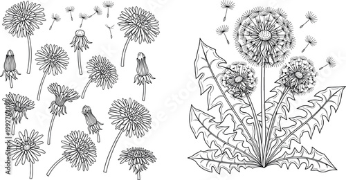 Detailed hand drawn dandelion botanical collection with blooming flowers seed heads and leaves in vintage engraving style isolated