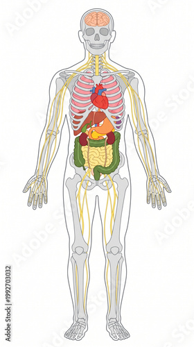 Full Body Human Anatomy Diagram Featuring Skeleton Nervous System and Internal Organs
