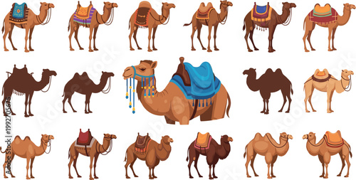 Camel collection set with different poses and saddles, desert animal caravan vector illustration for travel and safari design