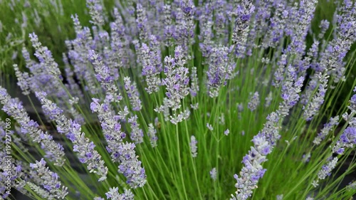Field of lavender. Lavender flowers in summer. France Provence lavender field. Beautiful purple lavender bloom in nature. Composition of nature. Summer blooming flower. Blooming flower field