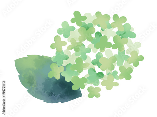 アジサイのイラスト