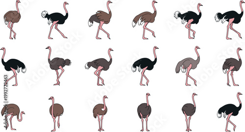 Set of ostrich bird vector illustrations in different poses running standing and walking wildlife animal collection