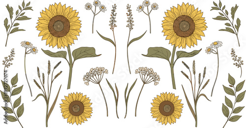 Rustic Sunflower and Wildflower Botanical Vector Illustration Set with Hand Drawn Daisies Wheat and Leaves for Summer Wedding Decor Nature Stationery and Organic Brand Designs