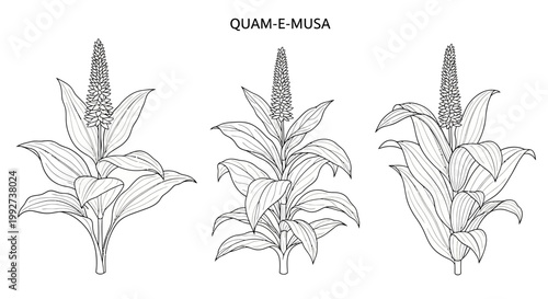 Plants display botanical detail in this hand drawn artistic.