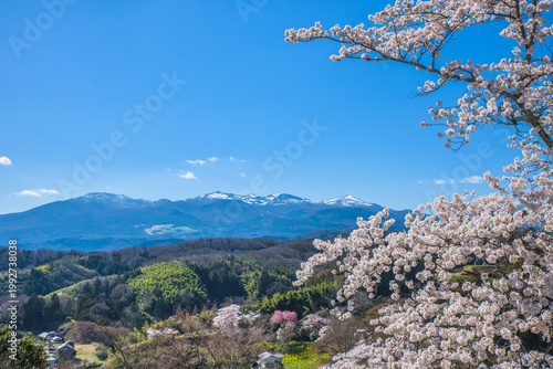 Adatara Mountain Range and sakura cherry blossoms in full bloom, Kasumiga-jo Castle Park, one of Japan's Top 100 Cherry Blossom Spots